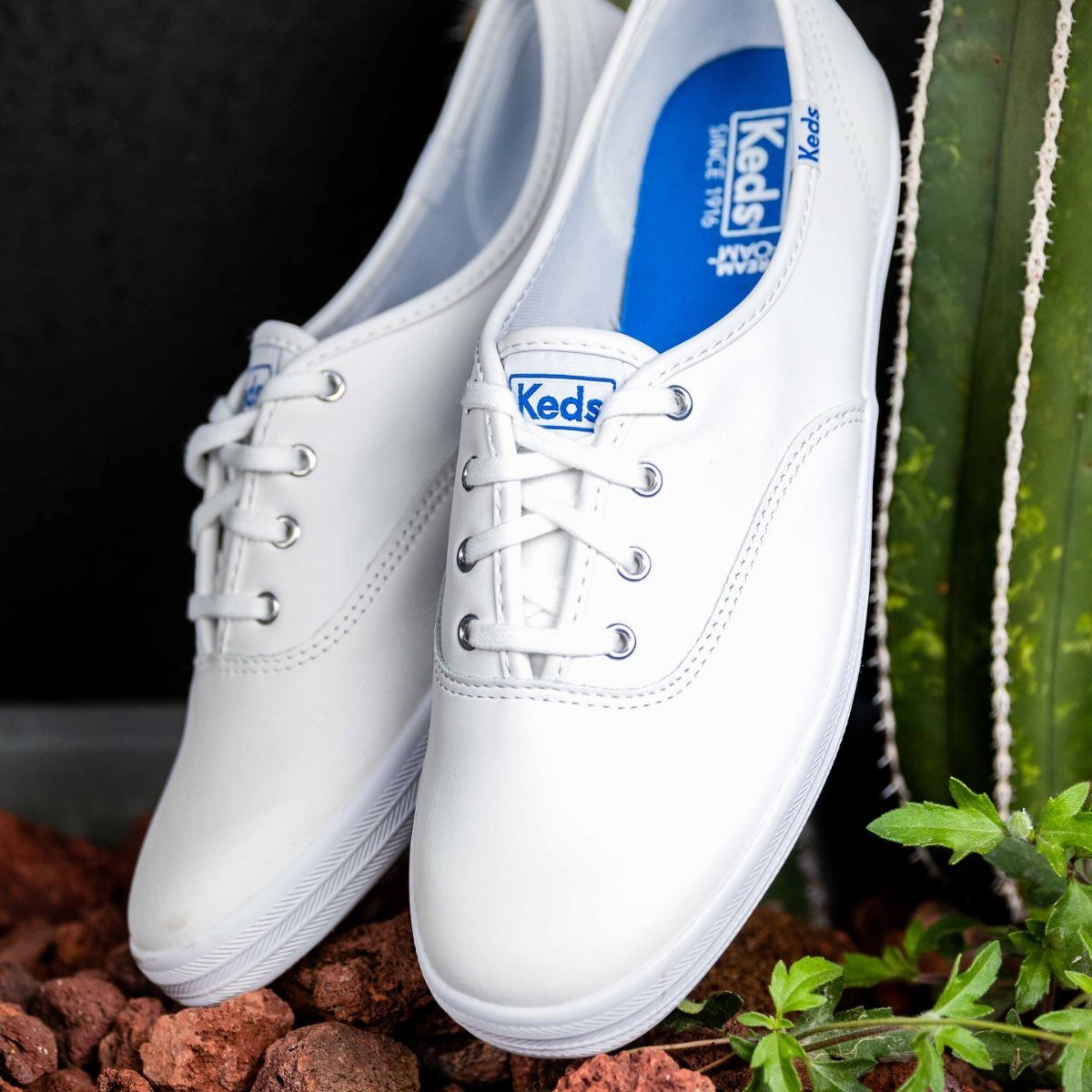 White Keds Champion sneakers resting on brown rocks near a green cactus plant.